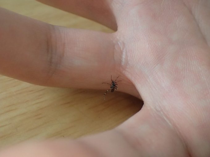 指と指の間（水かき？）を生まれて初めて蚊に刺され血を吸われた