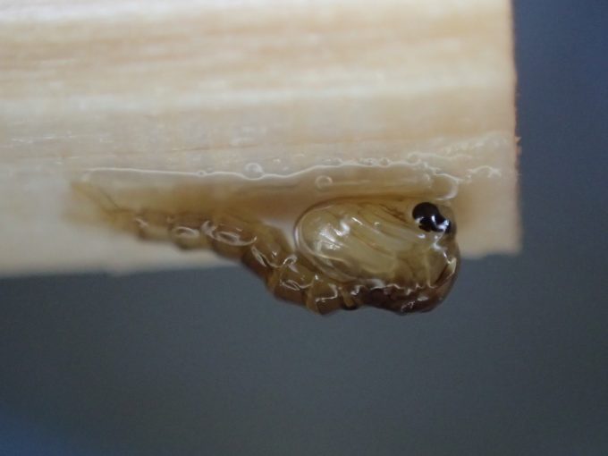 呼吸管が鬼の角のように見えることからオニボウフラと呼ばれる蛹の状態