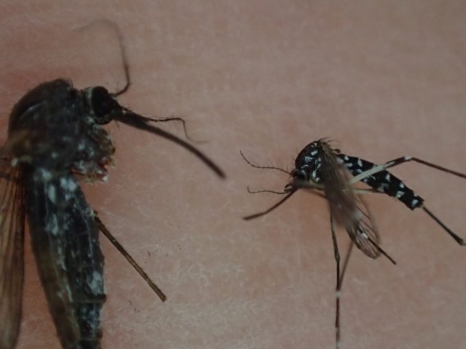 ヤブ蚊が可愛く見えるほどトウゴウヤブカの巨大さに圧倒される