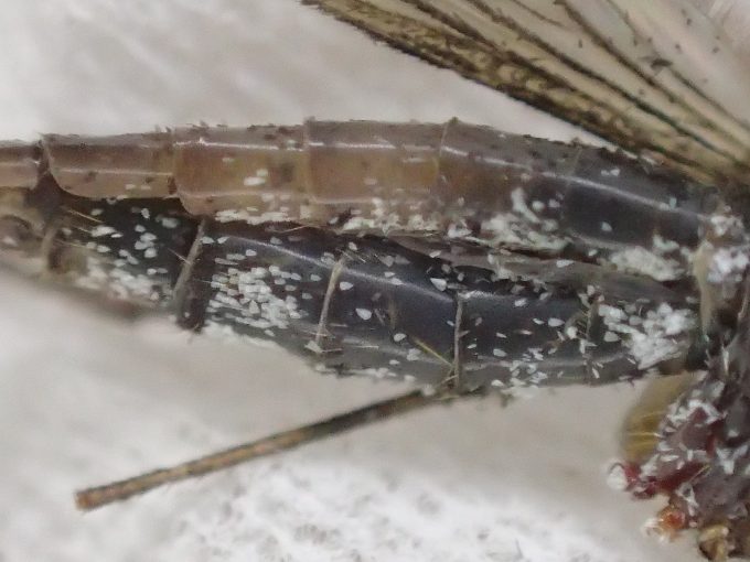 トウゴウヤブカを、OLYMPUS STYLUS TG-4 Toughの顕微鏡ズームで撮影した画像