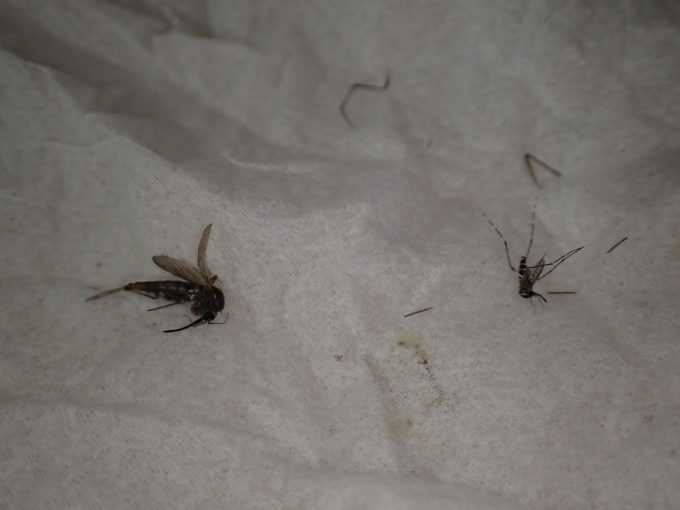 ヤブ蚊（ヒトスジシマカ）とトウゴウヤブカの屍骸を並べた比較画像