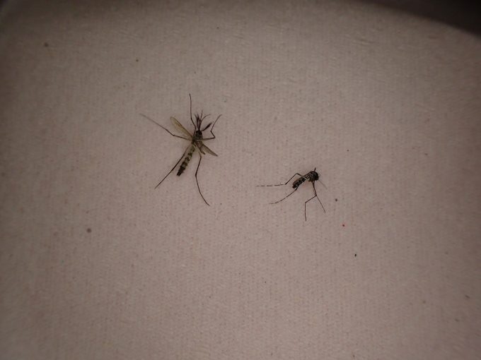 同時に2匹の蚊を叩いて駆除した屍骸を撮影した写真・画像
