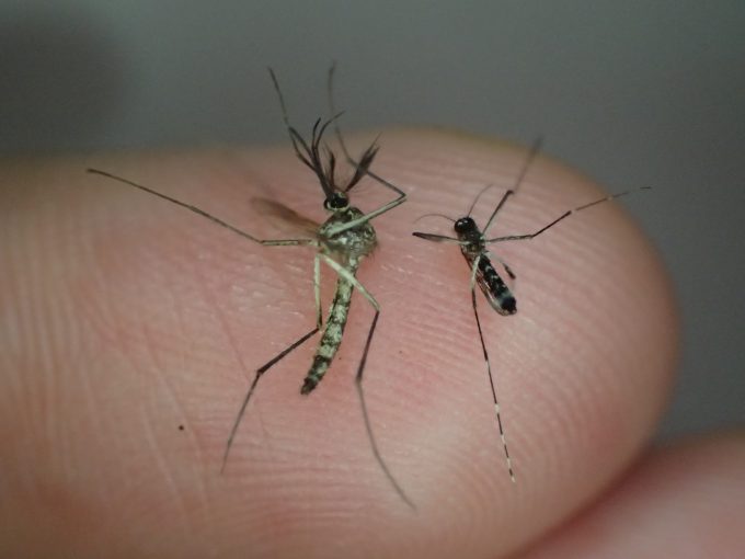 雨風を必死で耐え抜いたメスの蚊は産卵のために血を欲している