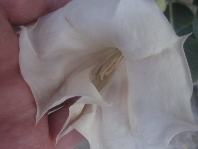 ケチョウセンアサガオは、白く綺麗な花を咲かせる植物だが毒を持っている