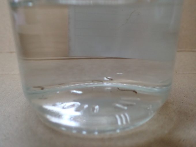 ガラス瓶の容器に溜めた雨水内で元気に泳ぐ蚊の幼虫ボウフラ