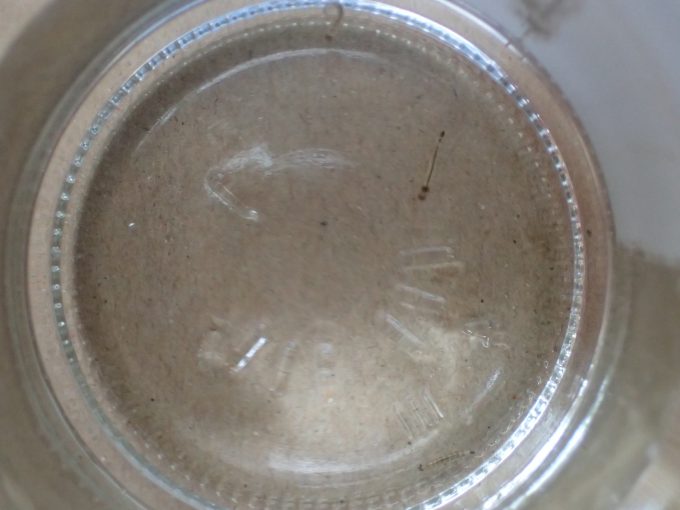 ガラス瓶の容器に溜めた雨水内で元気に泳ぐ蚊の幼虫ボウフラ
