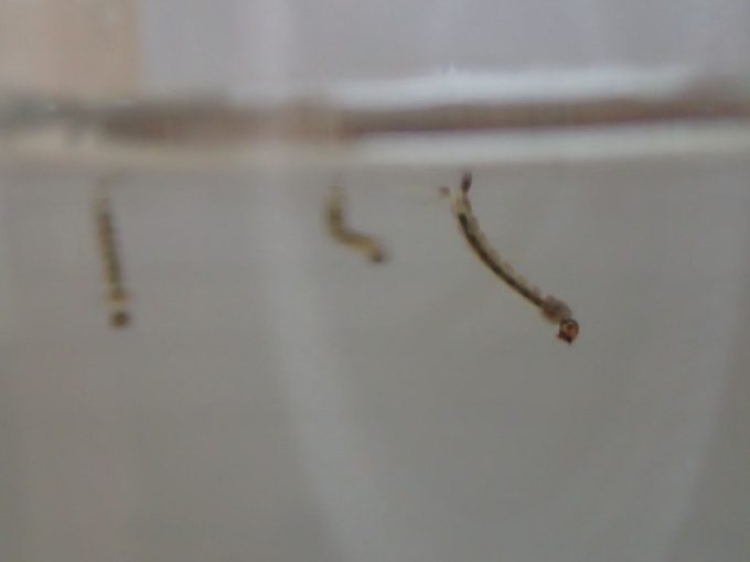 害虫”蚊”の赤ちゃんボウフラが泳ぐ水の中に10円銅硬貨を投入して駆除を試みる実験開始！