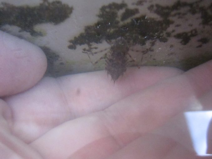 水の中で発見したトンボの幼虫ヤゴを素手で捕まえる瞬間