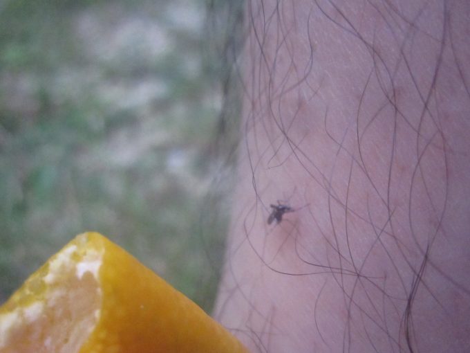 気付いたら足が蚊に刺されていた