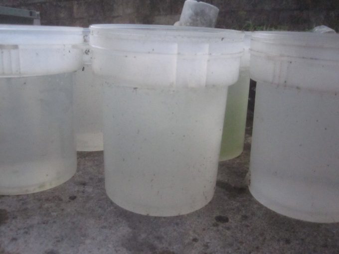 蚊とりん全容器に雨水補充が完了した写真