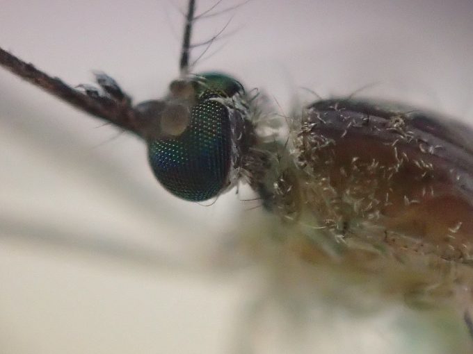 害虫イエカをカメラの顕微鏡モードで超接写撮影
