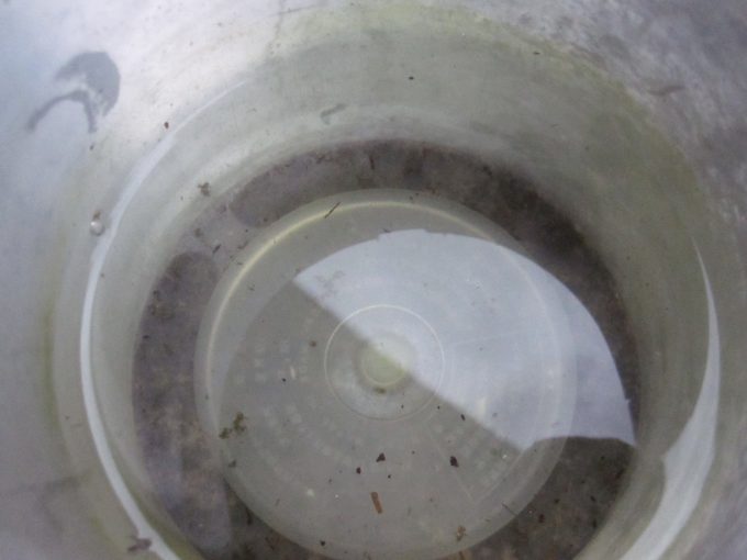 水位が下がった「蚊とりん」容器では蚊も産卵をせずボウフラ発生が確認できない