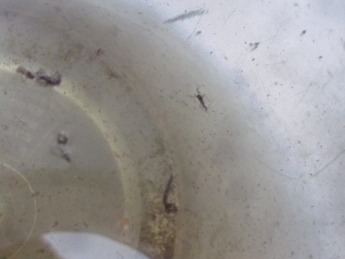 卵からボウフラになり羽化して成虫になったが容器内に閉じ込められて死んだ成虫”カ”蚊の死骸