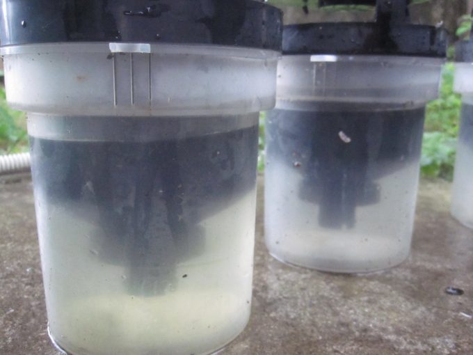 容器の内部を洗って雨水を補充した「蚊とりん」の写真