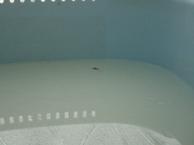 台所の”洗い桶”に溜めた米の研ぎ汁に浮かんで休む害虫の蚊（カ）