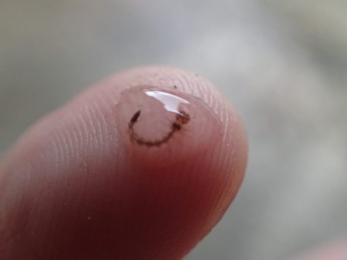 害虫”蚊”の幼虫ボウフラを発見したので指で捕まえてみた