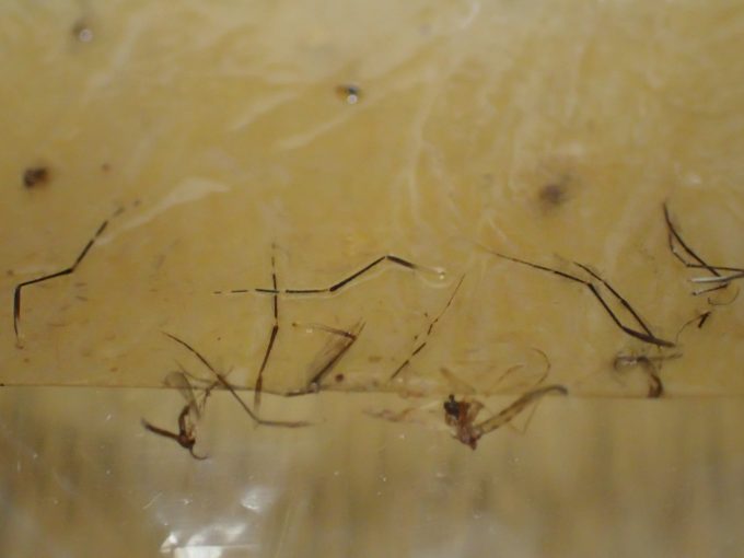 ハエ取り紙の粘着シートには蚊の成虫の足だけが残った箇所も多数ある