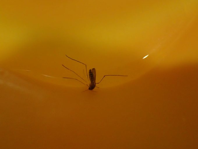 洗面所の「湯おけ」に残った水に蚊（カ）が浮かんでいる