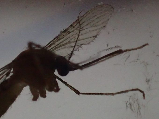 逃げようとするイエカ（蚊）を追撃の手刀で仕留めた瞬間の画像