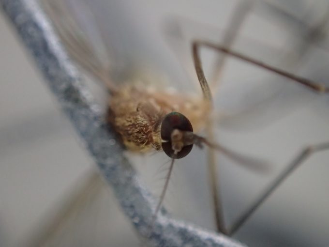 電撃殺虫ラケットで殺した蚊（イエカ）の超アップ写真