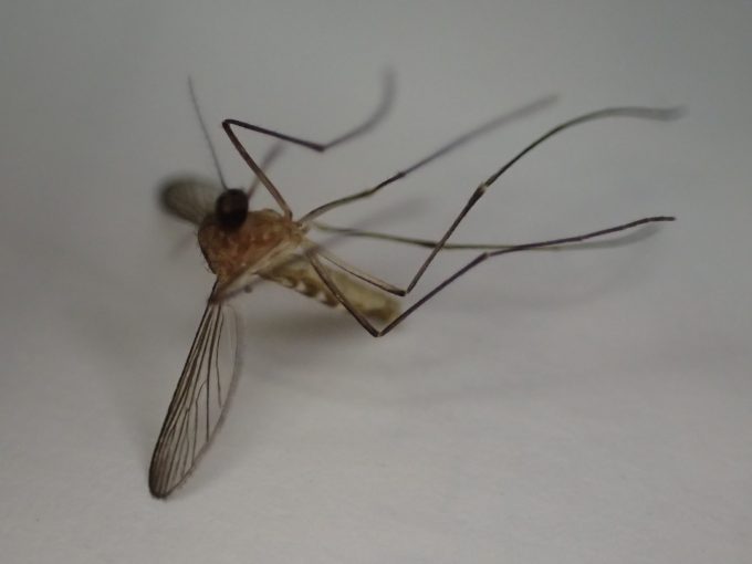 吸血性の害虫イエカ（蚊）の死骸を撮影した写真