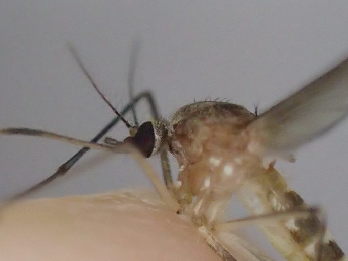 吸血性の害虫イエカ（蚊）の死骸を撮影した写真