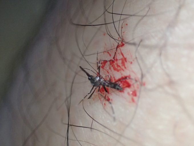 足から血を吸っていたメス蚊を一撃で退治した写真