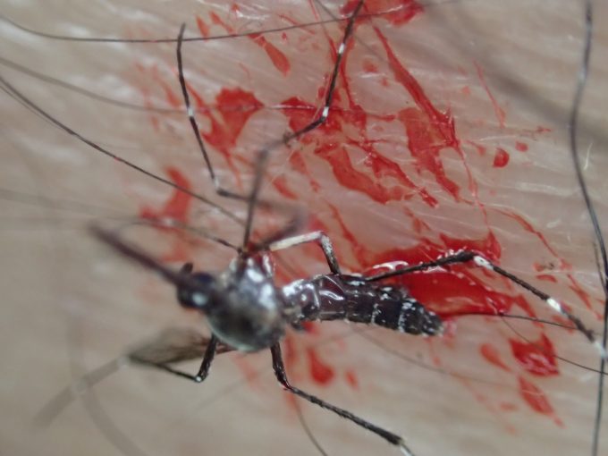 蚊が腹部に溜めた血が弾けて飛び散った直後の画像