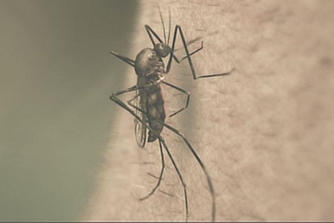 人間の首から血を吸う蚊のシーンはCG？