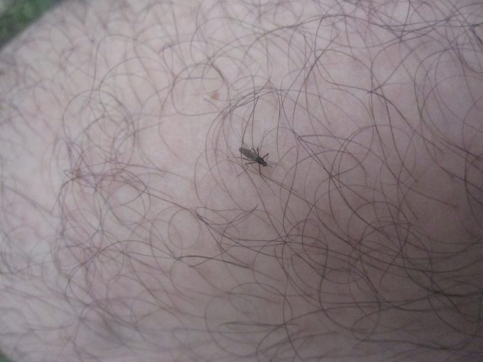 蚊除け対策のために敢えて脱毛・除毛していない剛毛な足の隙間を狙って血を吸うヒトスジシマカ（蚊）