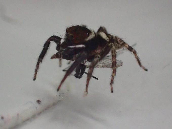 害虫ヒトスジシマカ（蚊）を美味しそうにモグモグ食べるアダンソンハエトリ