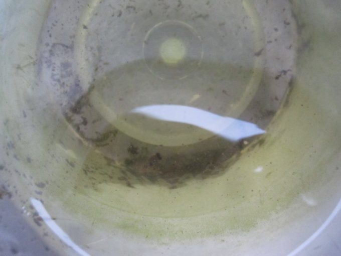 緑色の苔が生えて汚れた蚊とりん内部で動くボウフラを発見！