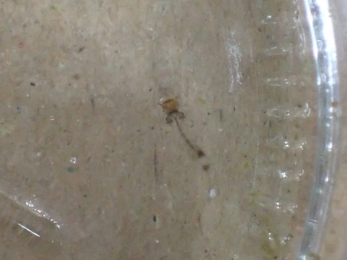 害虫「蚊」の幼虫ボウフラを捕獲して別容器に移した