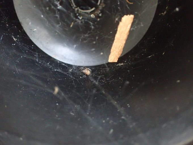 蚊の成虫が入り込む内部に糸で巣を作る蜘蛛