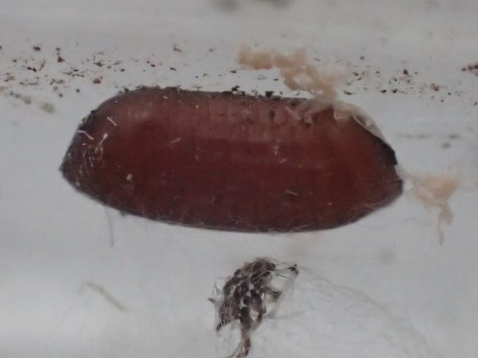 前回もあった気がするゴキブリの卵・卵鞘らしき茶色い物体