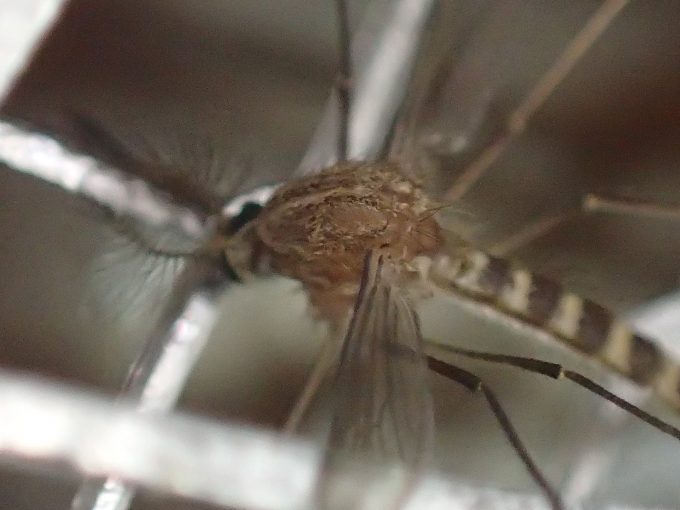 電撃殺虫ラケットで退治した害虫イエカ（蚊）の写真・画像