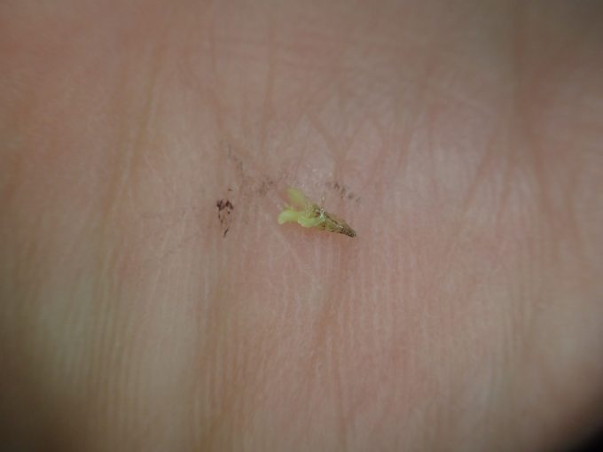 害虫イエカ（家蚊）の死骸を撮影した写真・画像