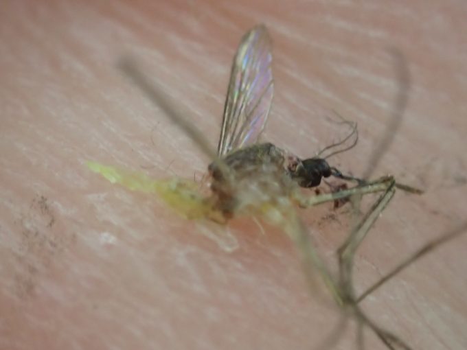 害虫イエカ（家蚊）の死骸を撮影した写真・画像