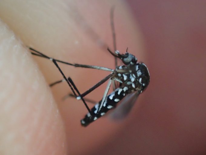 蚊（ヒトスジシマカ）の死因の理由は寿命なのか餓死なのかは不明