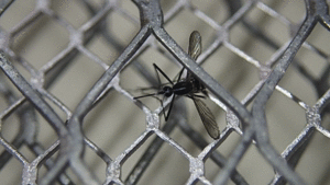 電撃殺虫ラケットで感電するヤブ蚊のアニメgif