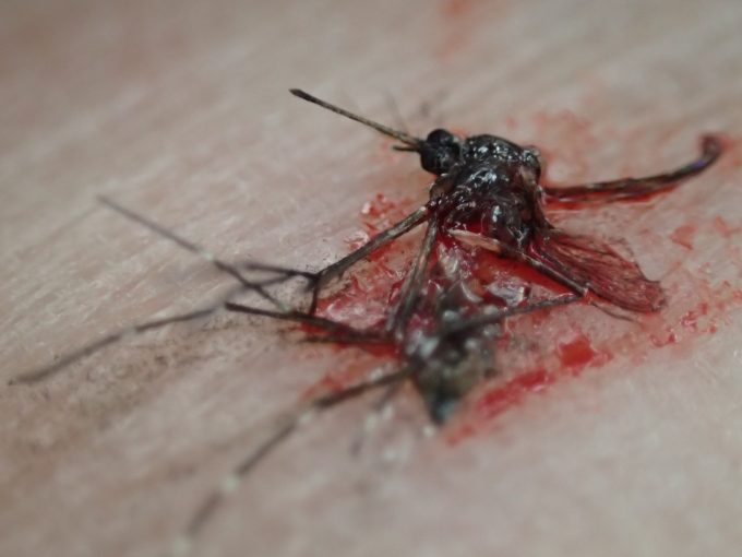 平手で叩き潰した害虫ヤブ蚊（ヒトスジシマカ）の死骸
