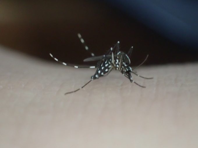 害虫ヤブ蚊（ヒトスジシマカ）がヒトから血を吸う写真・画像