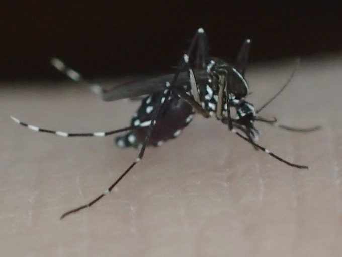 害虫ヤブ蚊（ヒトスジシマカ）がヒトから血を吸う写真・画像