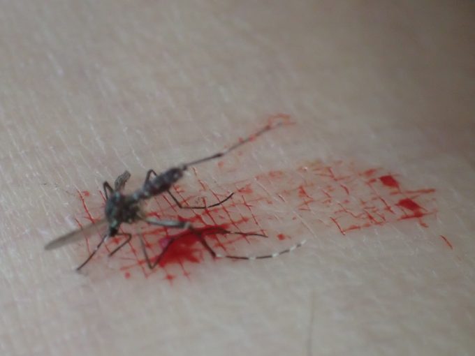 タップリ血を吸わせて叩き退治したヤブ蚊（ヒトスジシマカ）の死骸