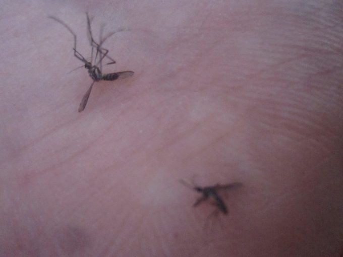 手で叩いて駆除した2匹の害虫ヤブ蚊の死骸