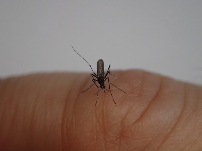 小指の関節シワから吸血する白黒模様の害虫ヤブ蚊（ヒトスジシマカ）