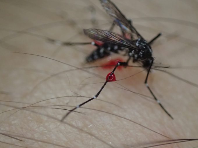 ヤブ蚊の足に血の滴がついている
