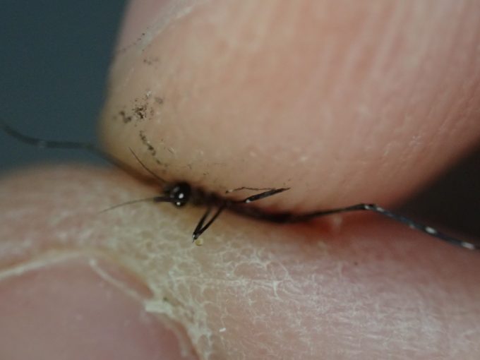 血を吸ったヤブ蚊（ヒトスジシマカ）を指で駆除する瞬間の写真