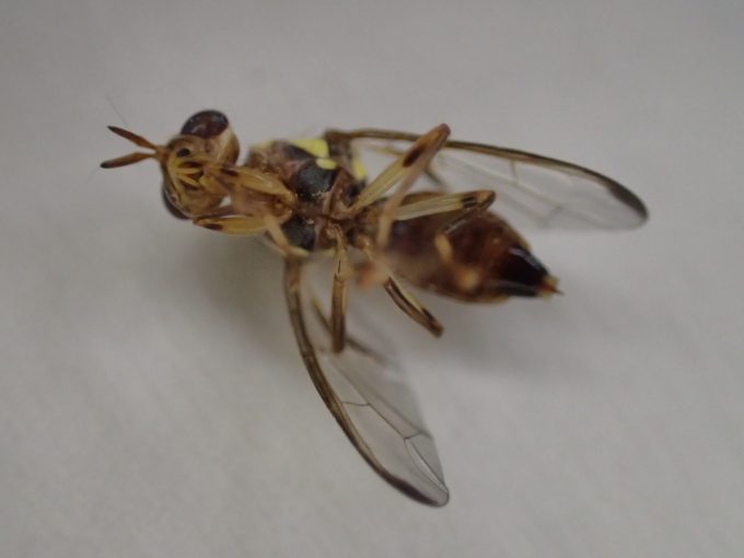 黄色い模様が特徴で蜂（ハチ）と蝿（ハエ）を足して２で割ったような昆虫