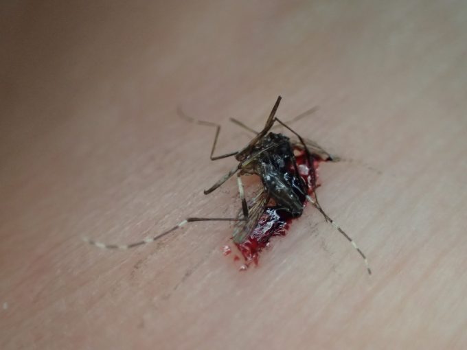 血を吸ったメスのヤブ蚊を叩いて駆除した死骸の写真・画像